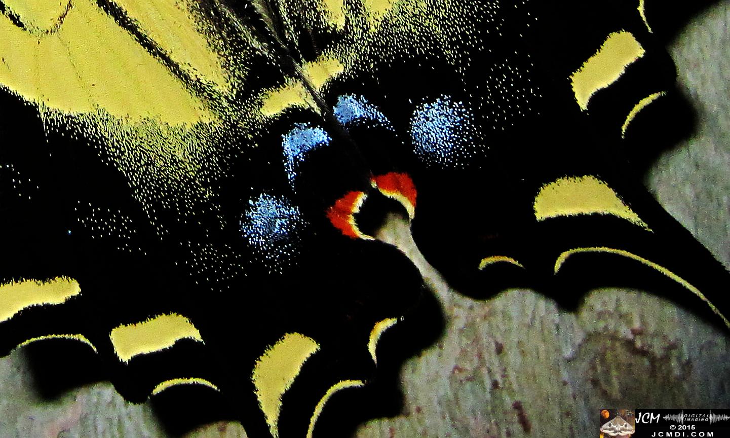 Western Tiger Swallowtail butterfly male on Sycamore Trunk (zoomed scales) jcmdi.com